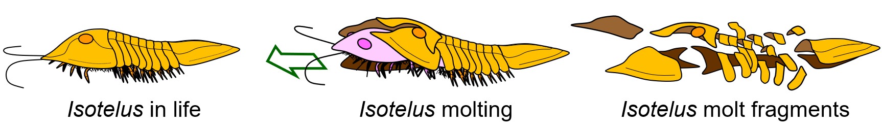 Isotelus molting