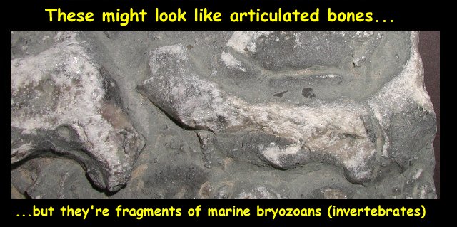 Fragments of marine bryozoans (invertebrates).