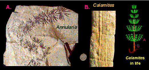 calamite plants fossil