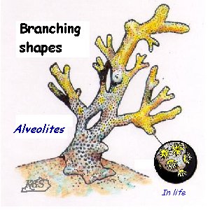 Tabulate Corals, Branching Shapes 