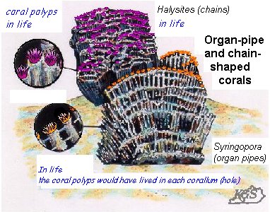 tabulate coral fossil