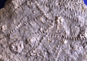 These screw-shaped fossils were support structures for Mississippian fan-shaped bryozoan colonies, called Archimedes. Note the small Taxocrinus crinoid body fossil in the lower left corner. 
