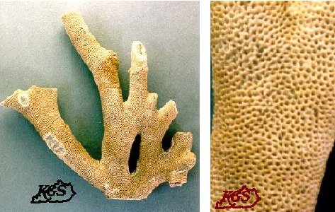 Cladopora acupicta Davis