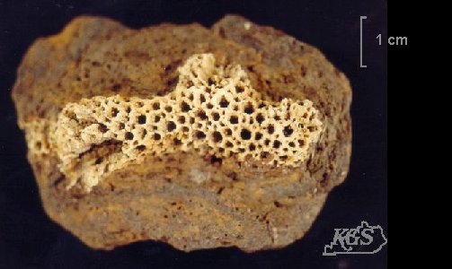 Striatopora