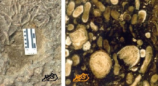 branching shape corals were relatively fragile when they were alive, their fossils often occur as broken fragments in limestone matrix.