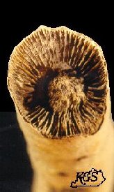 Scenophyllum