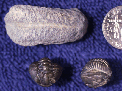 One of the most abundant trilobite fossils is Flexicalymene meeki