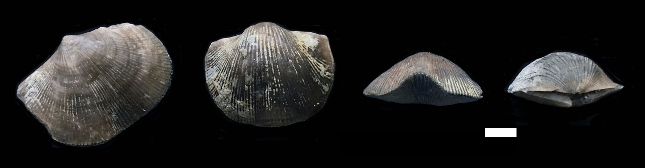Upper Ordovician brachiopod Hebertella