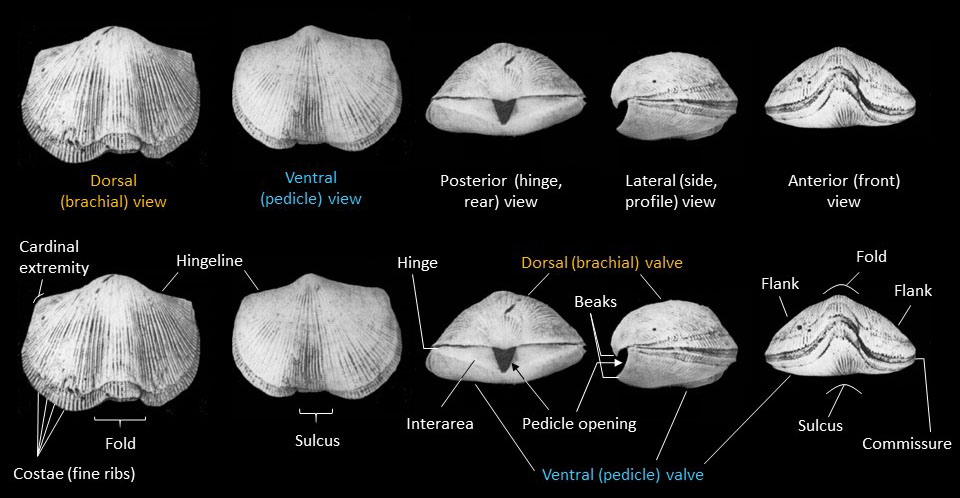 Different views of Hebertella and names of parts or features of the shells (modified from images in Walker, 1982, plate 5). Examples are from Hebertella occidentalis.