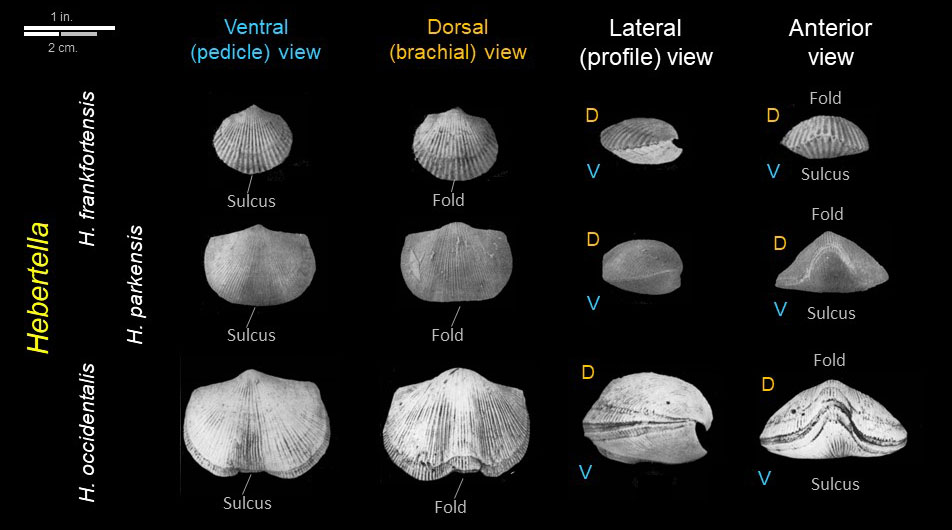 Comparison of three species of Hebertella