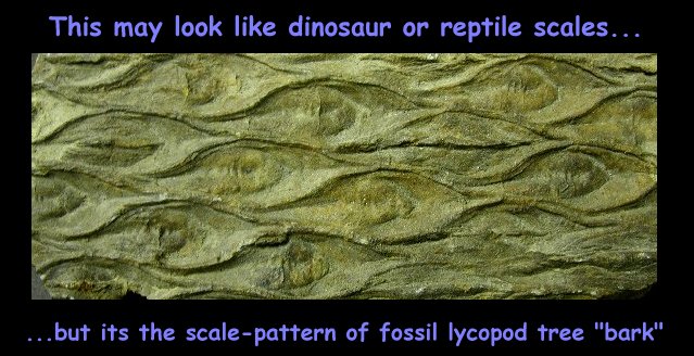 scale pattern of fossil lycopod tree "bark". 