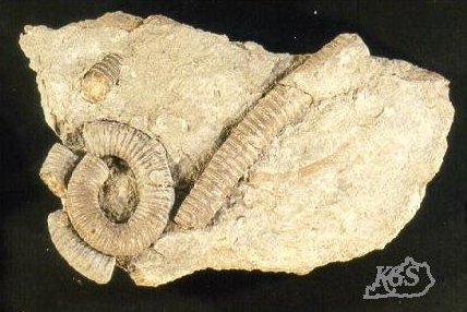 Coiled crinoid stem from Mississippian strata of south-central Kentucky