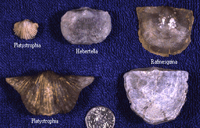 Brachiopods are extremely abundant. Some of the common forms, shown above, are Rafinesquina, Platystrophia, and Hebertella. Rafinesquina and Platystrophia are shells shown in the foreground in the Ordovician scene at the top of this page. 
