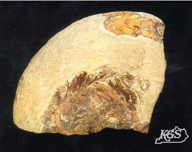 Fragment of Pennsylvanian cephalopod (a goniatite)