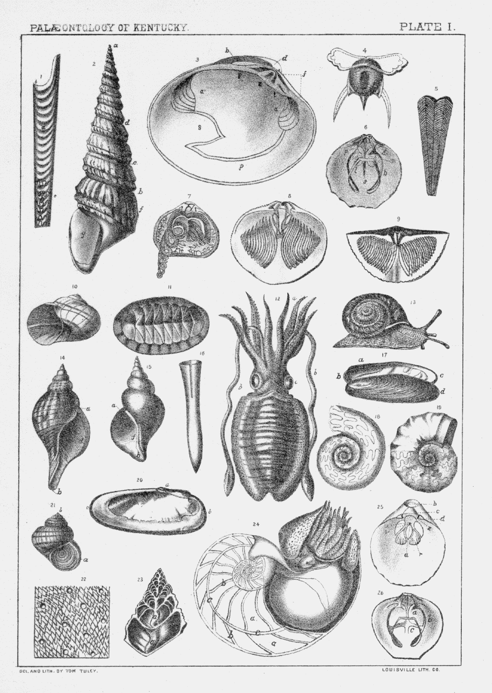 Lithographic Plates from Kentucky Fossil Shells, cephalopod, pelecypod, pteropod, cnidarian, brachiopod, gastropod