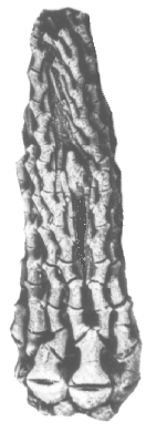 The Mississippian crinoid Ramulocrinus from Kentucky. 