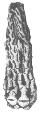 The Mississippian crinoid Ramulocrinus from Kentucky.