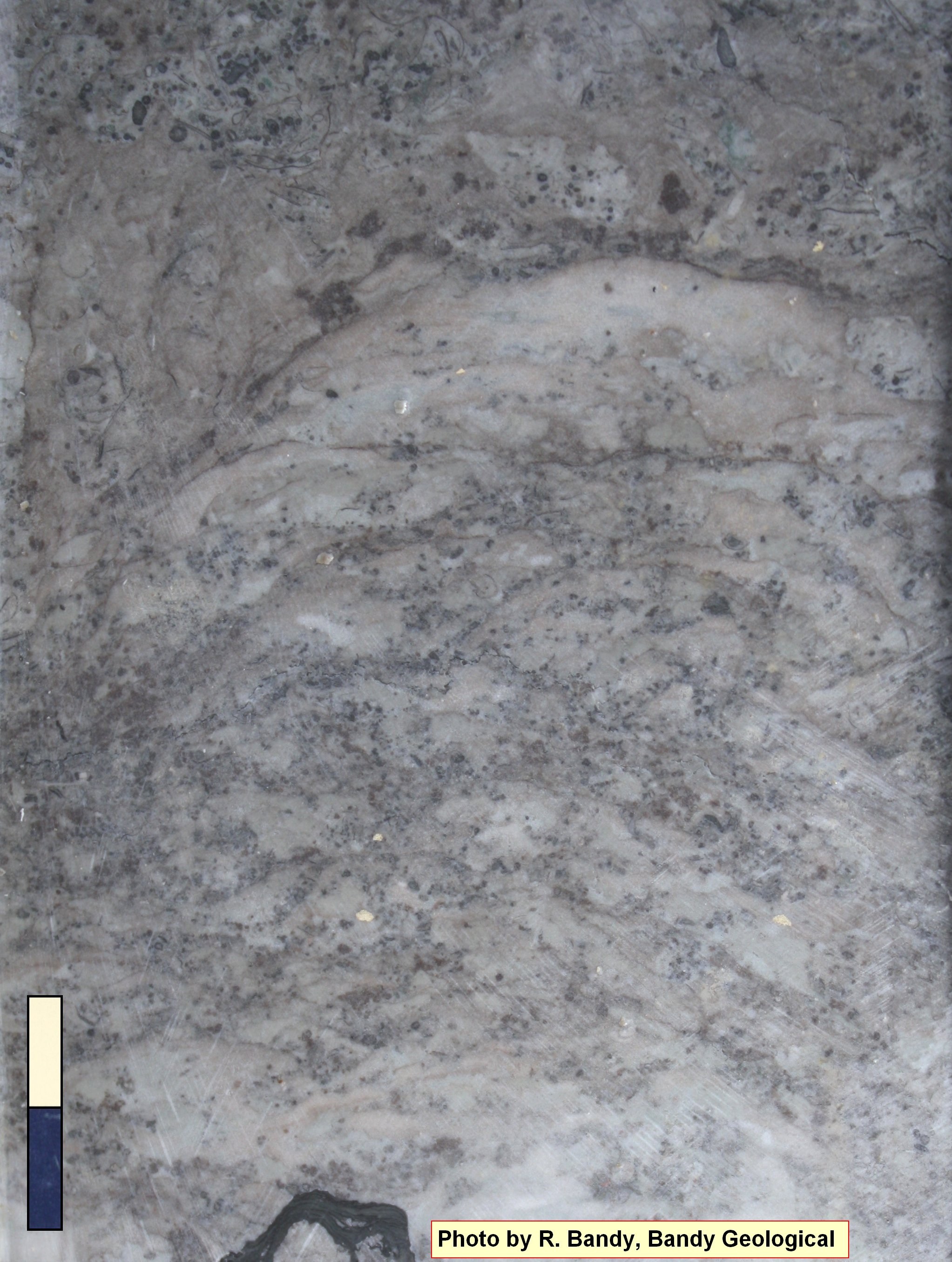 Thrombolite (algal) limestone, Davis Limestone, 4,426 ft. 