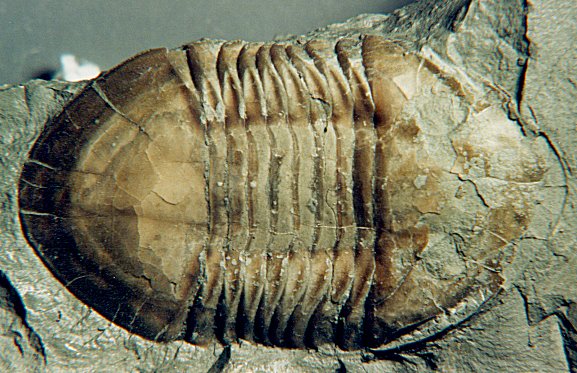 Isotelus trilobite