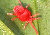 Red Velvet Mite