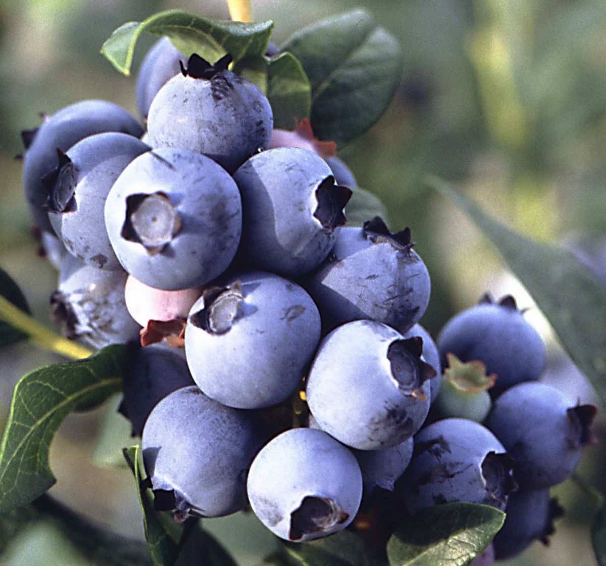 Blueberry fruit on plant