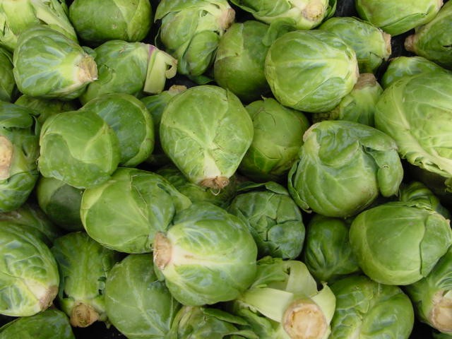 Harvested Brussels sprouts