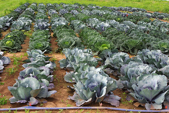 Cabbage in the field