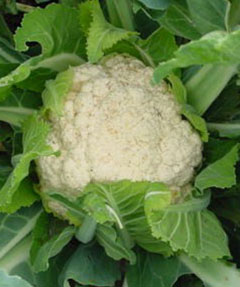 cauliflower in field