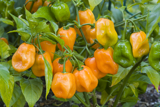 Habanero peppers in the field