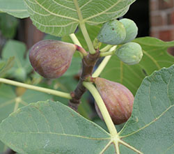 Celeste figs on tree