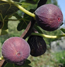 Chicago Hardy figs