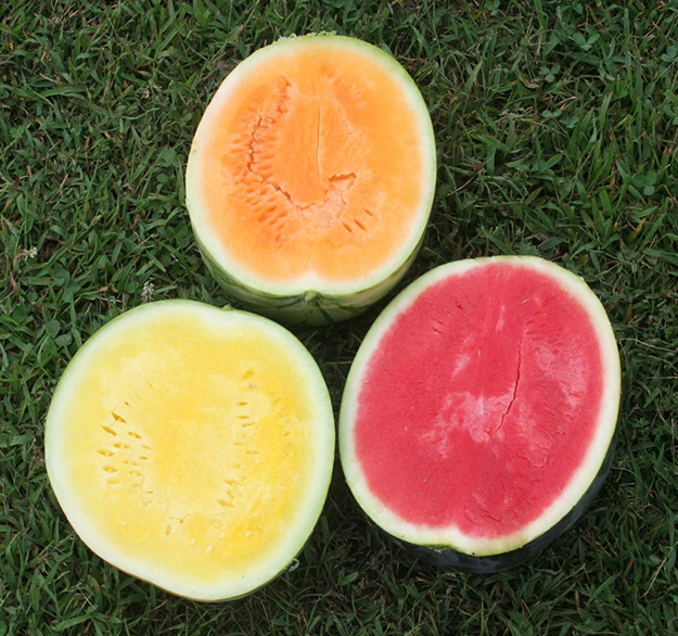 Watermelon of various flesh colors