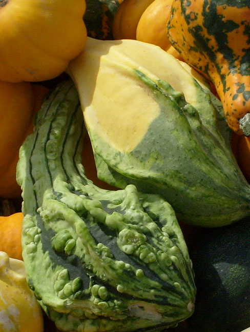 Variety of gourds