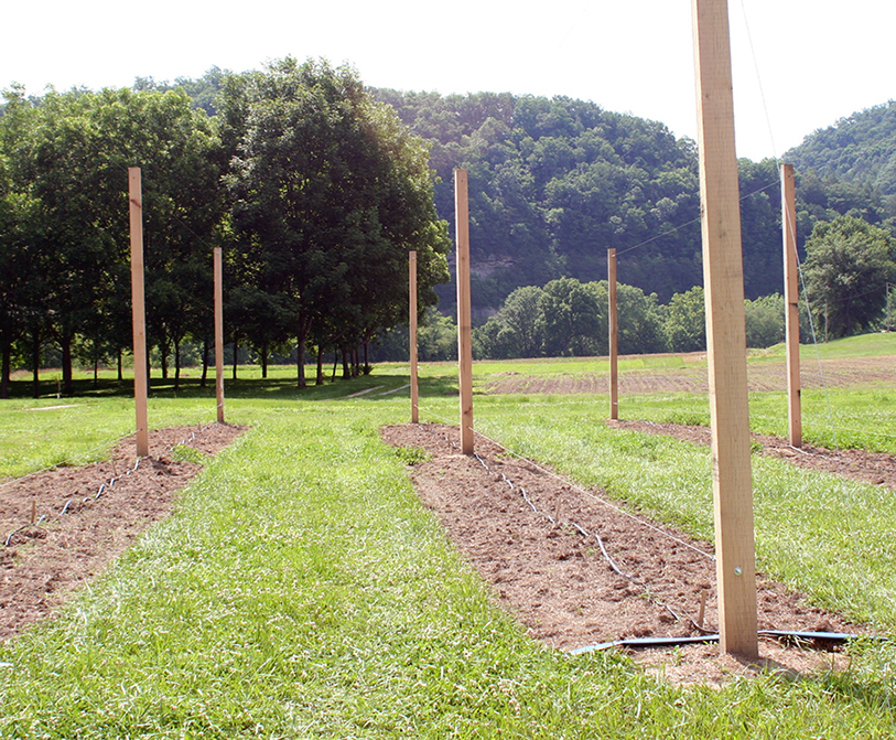 Hops planting at UK Robinson Center in Eastern Kentucky