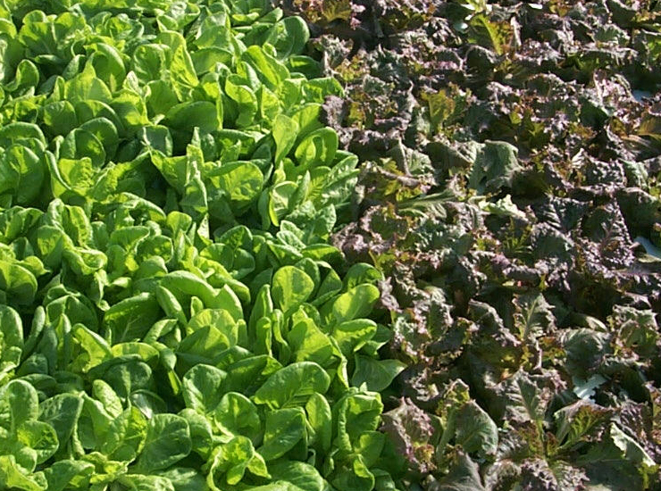 Lettuce in production