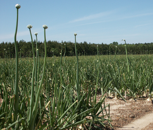 Onions in field