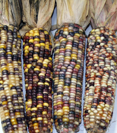 Ornamental corn 