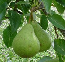European pear fruit on tree