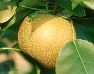 Asian pear on tree