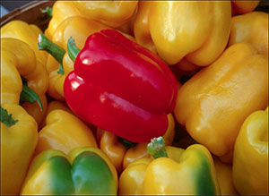 yellow and red harvested bell peppers