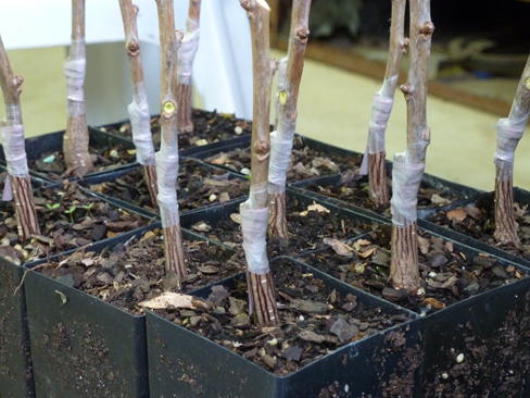 Plants propagated by grafting