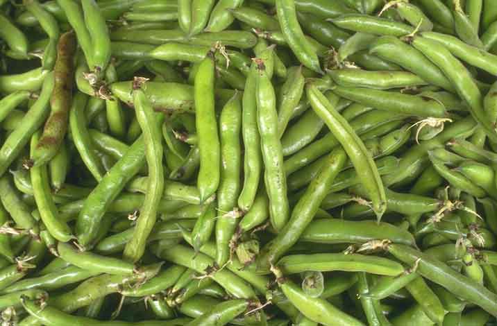 Harvested snap beans