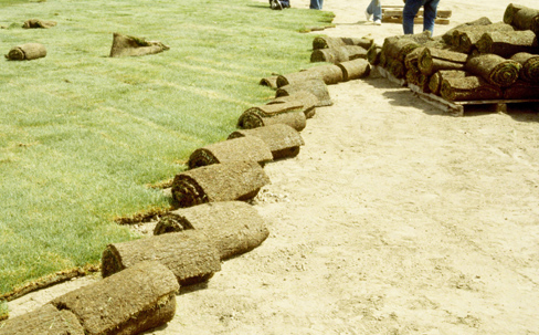 Sod being rolled up in field
