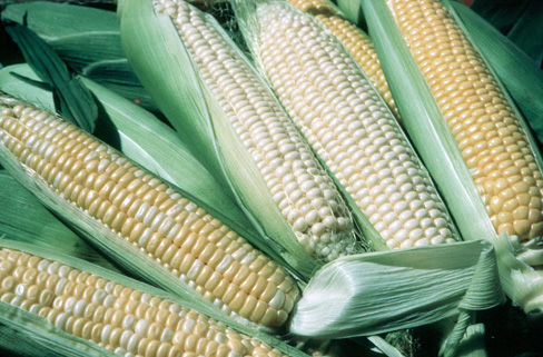 harvested white, yellow and bicolor sweet corn