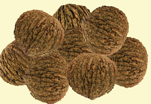 Black walnuts are one example of a non-timber forest product