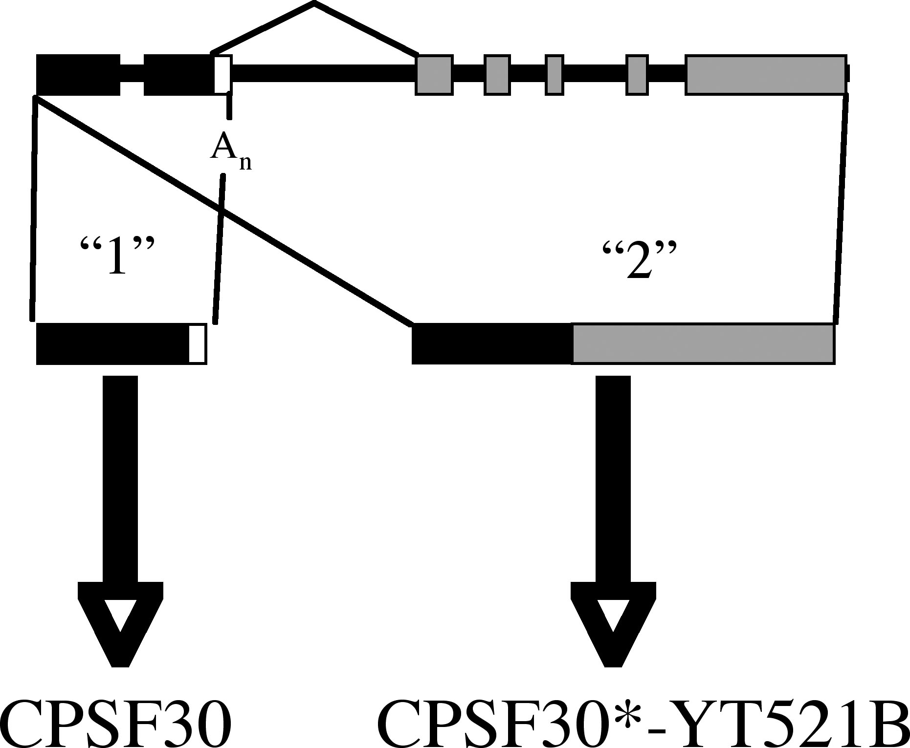 Arabidopsis CPSF30 gene