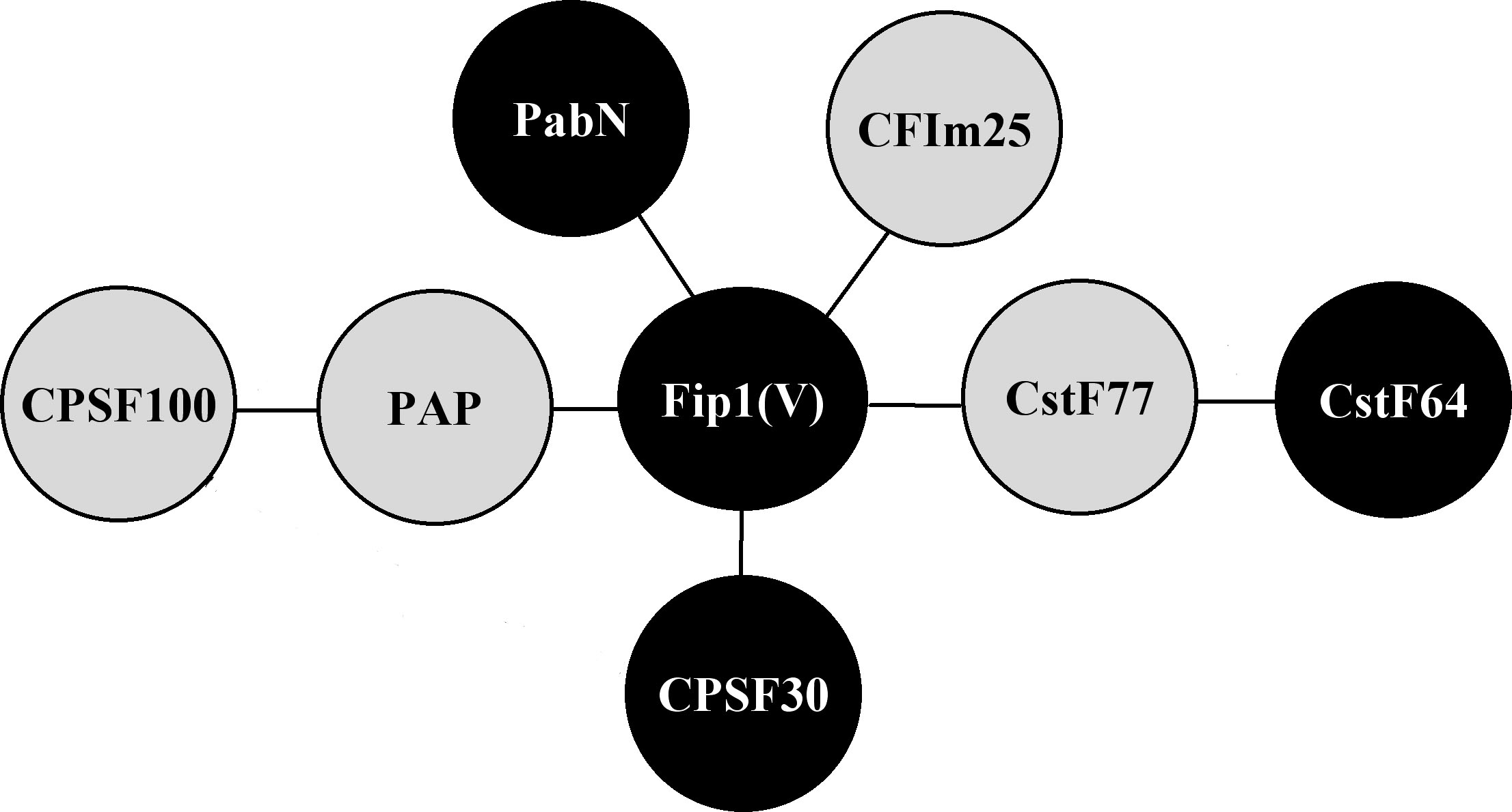 The Fip1 interaction newtork