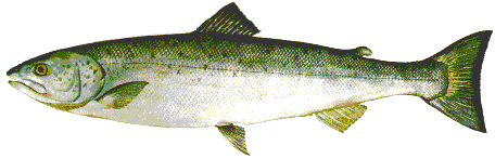 salmon