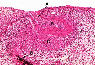 Oral Development And Histology 96