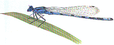 dragonfly.gif (16635 bytes)